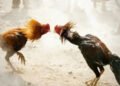 Kerap Berjudi Sabung Ayam, 11 Pelaku digiring ke Mapolres Purwakarta