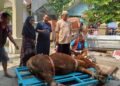 Rayakan Idul Adha 1445 Hijriyah Warga Blok D Perumnas Qurban 11 Hewan Sapi dan 15 Domba