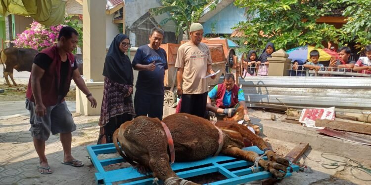 Rayakan Idul Adha 1445 Hijriyah Warga Blok D Perumnas Qurban 11 Hewan Sapi dan 15 Domba